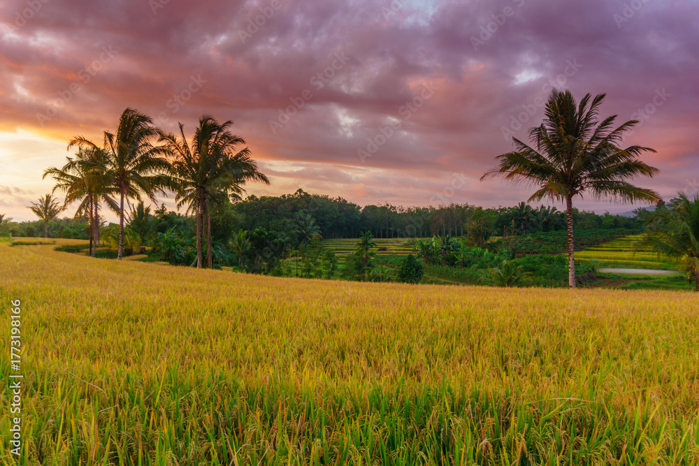 Fototapeta premium Beautiful morning view indonesia Panorama Landscape paddy fields with beauty color and sky natural light