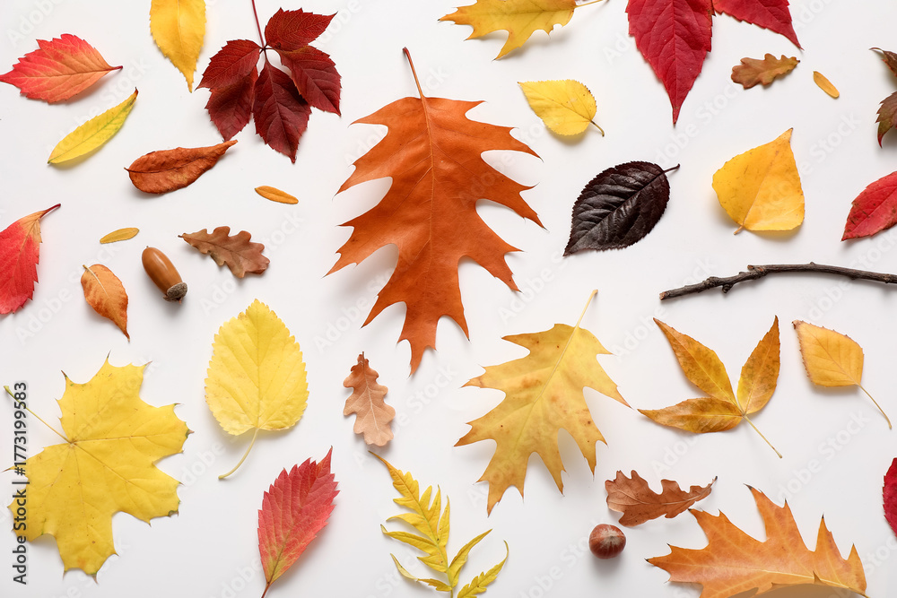Obraz premium Composition with beautiful autumn leaves on white background, closeup