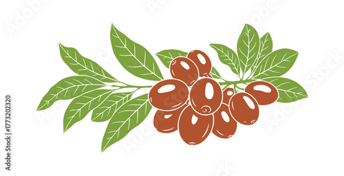 Shea branch illustration. A vector  featuring nuts and leaves. Represents nature. Black shape set against a white background. Natural food, organic essential butter, tropical item.