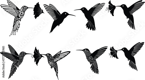 Stylized hummingbird vector set in flight and feeding poses, floral elements, decorative wings, black and white nature-themed illustration.