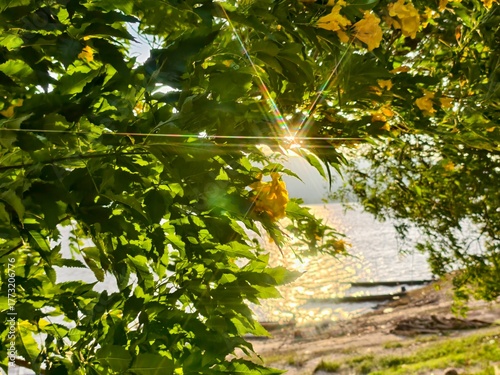 autumn leaves in the park