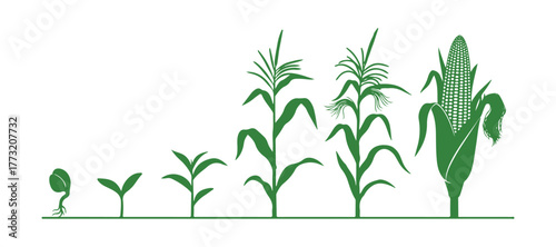 The life cycle of the maize (corn) plant. It progresses through growth stages from seed to flowering and fruiting, presented on a white background.
