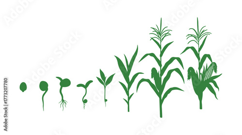 Corn (maize) plant life cycle. The growth stages range from seed to flowering and fruiting, showcased on a white background.
