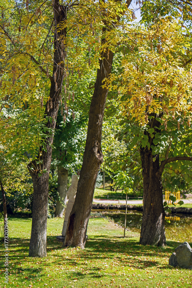 Fototapeta premium A park with three trees and a bench