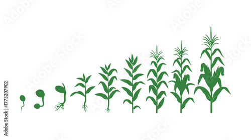 The corn (maize) plant's life cycle. It develops through different growth stages, starting from a seed and moving to flowering and fruiting, isolated on a white background.

