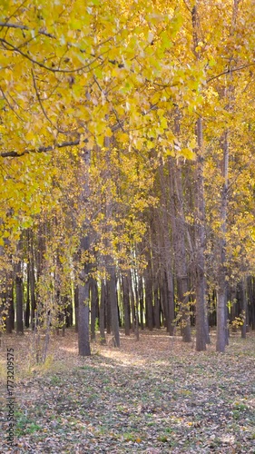 Autumn leaves fall slowly from the trees