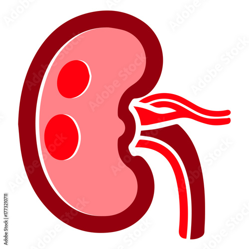 Kidney, kidney icon isolated on white, human kidney, urinary system, medical organ, anatomy illustration, healthcare symbol, nephrology, renal health, biology, hospital, medical science, body organ