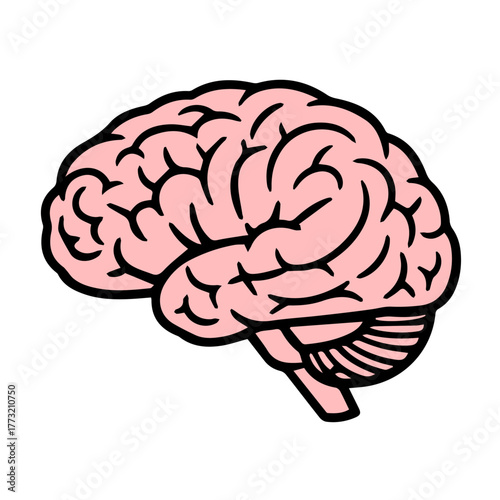 Brain, brain icon isolated on white, human brain, neuroscience, medical organ, anatomy illustration, healthcare symbol, psychology, intelligence, mental health, biology, nervous system, cognitive