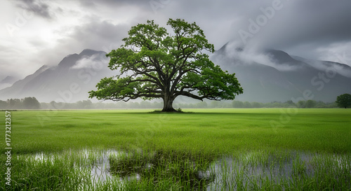 Majestic Oak Tree on Green Field with Mountain Backdrop in Overcast Day