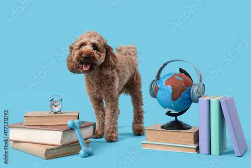 Cute Toy Poodle dog with bo...