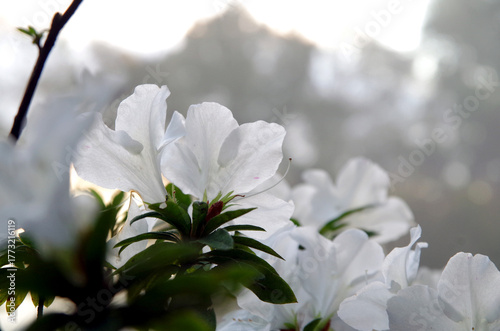 White flowers blooming against the bokeh background of trees and a light mist creates a romantic atmosphere.