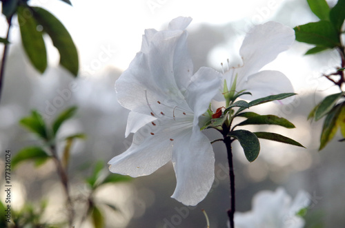 White flowers in the garden in the morning, bokeh background, light white fog Warm sunlight shines