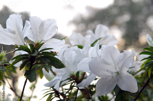 White spring flowers bloom in the misty garden, accompanied by the morning sunlight.