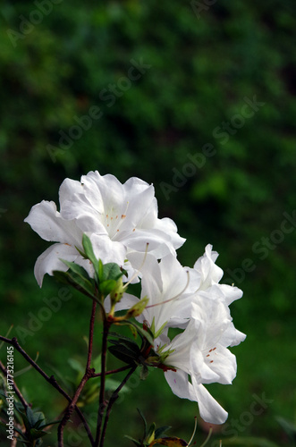 White flowers on a natural background of trees, green leaves in the forest.