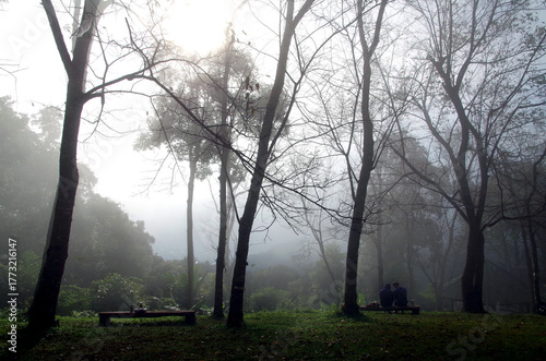Trees in the park at sunrise, with fog filling the air, making everything blurry. A beautiful holiday activity.