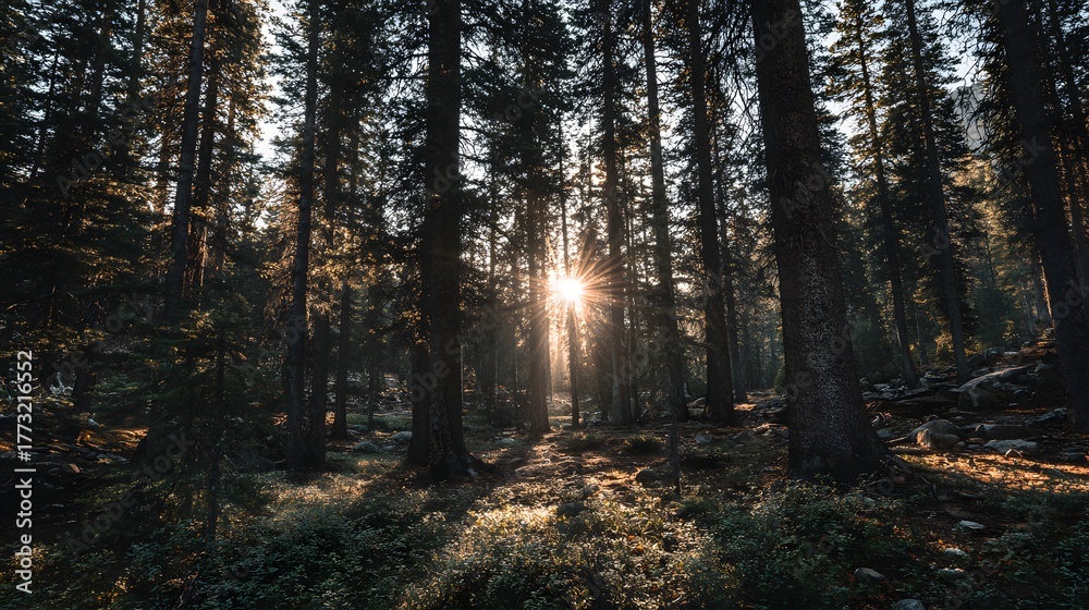 Obraz premium Bright sunburst illuminates the dense, dark trunks of tall evergreen trees in a forest