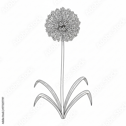 Allium flower line art isolated in white background