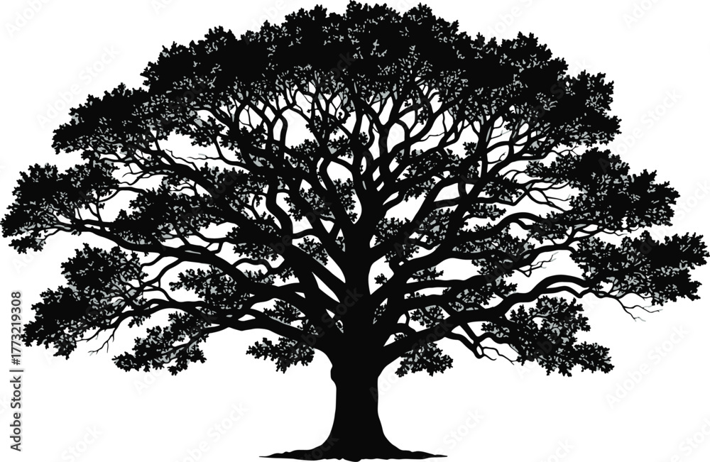Fototapeta premium Vector illustration of a large old oak tree with a spreading crown silhouette