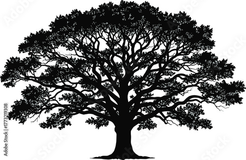 Vector illustration of a large old oak tree with a spreading crown silhouette