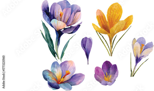 Purple crocuses set spring flowers cliparts isolated on white