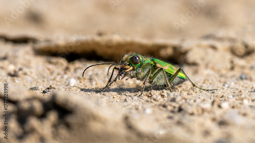 Close-up of a tiger beetle near Parlier, in central California.
