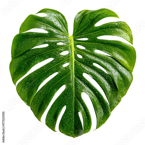 Fresh Monstera leaf (Swiss Cheese Plant) covered in water droplets isolated for design use. Tropical houseplant foliage against a solid transparent background