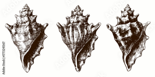 This intricate vector illustration showcases three beautifully detailed conch shells, evoking a classic vintage marine biology sketch aesthetic.