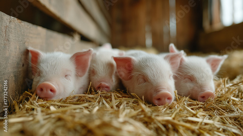 Piglets' Naptime: A cozy sc...