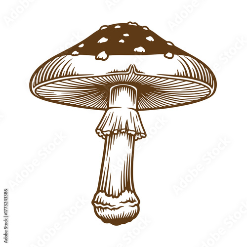 Detailed vintage art illustration of a brown mushroom with textured cap and stem