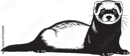 Cute ferret lying down detailed artistic rendering of a playful ferret pet animal wildlife mammal