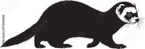 Black silhouette ferret walking wildlife animal silhouette pet ferret pet mammal cute ferret silhouette wildlife creature