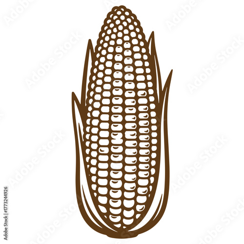 Detailed vintage art illustration of a brown corn on the cob isolated on white background