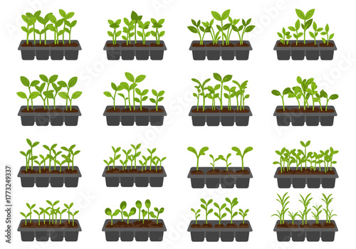 Seedlings growing in trays for agriculture and farming