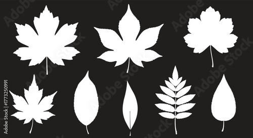 A collection of diverse autumn leaf silhouettes in white, featuring various shapes and styles like maple, oak, and compound leaves, set against a stark black background.