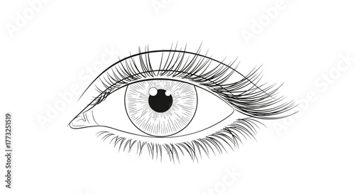 Detailed eye with lashes, a window to soul
