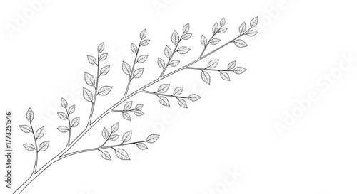 Line drawing of a branch with leaves, nature