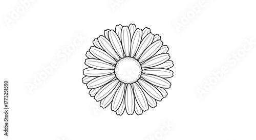 Simple daisy flower, a symbol of purity