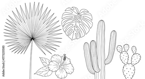 Tropical plants and cactus in line art