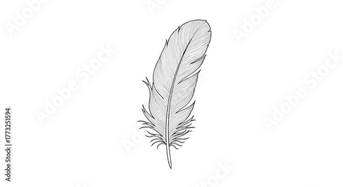 Detailed drawing of a feather