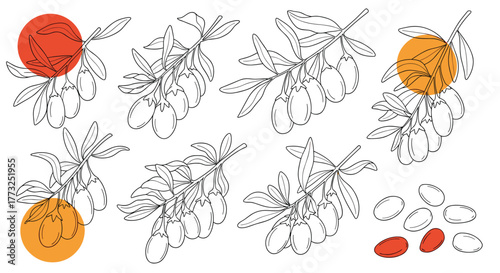 Botanical line art illustration of goji berry branches with leaves and ripe berries, a healthy superfood fruit, presented in a clean, minimal style.