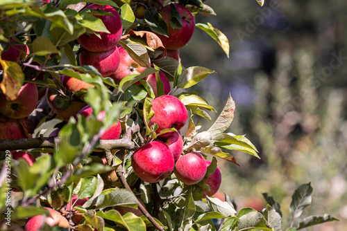 View at apples on apple trees in apple orchard, Hillsboro, Oregon