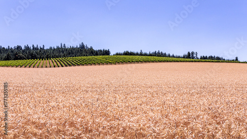 Scenic view of a yellow wheat field with row of grape vines in the background, Hillsboro country side, Oregon