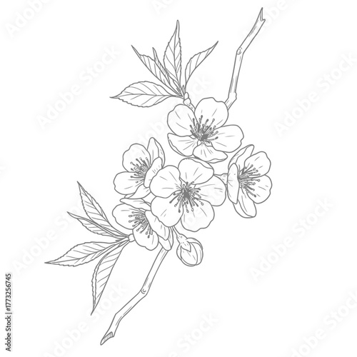 Hand Drawn Cherry or Almond Blossom Branch Outline