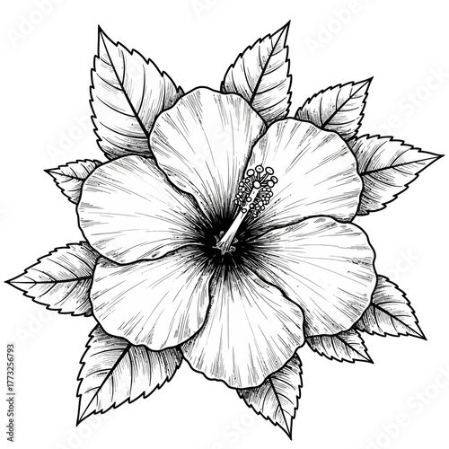 Engraving style hibiscus flower illustration isolated on white