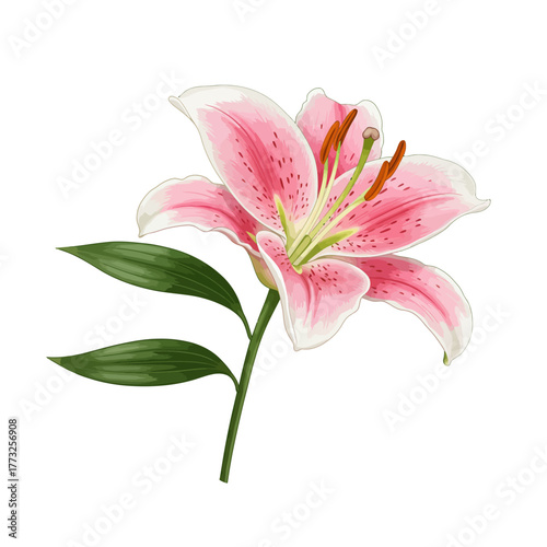 Detailed digital illustration of a pink speckled lily flower with green stem, isolated on white background