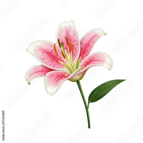 Realistic Illustration of a Single Pink and White Stargazer Lily Flower Isolated on White