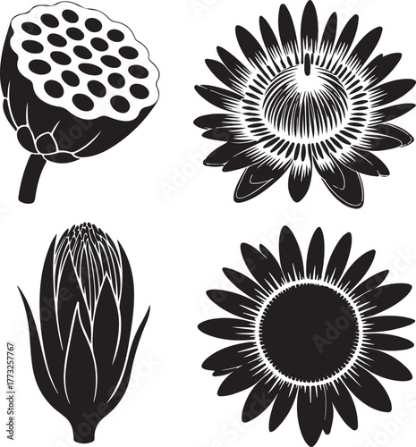 Botanical Illustrations of Flowers and Seed Pod