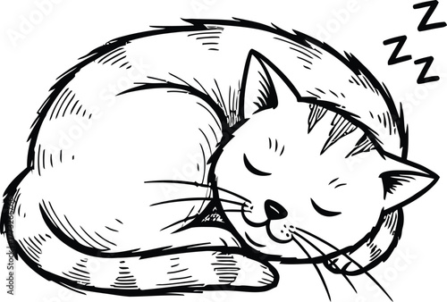 Vector illustrations of cat different breeds set, cute pet animals, lovely kitten on white background in flat style design.