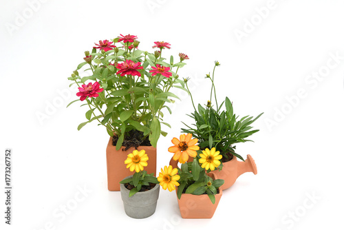 zinnia flowers are blooming in a potted plant.