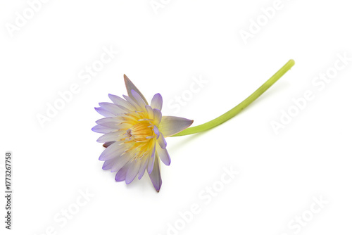 Close-up of a beautiful blooming water lily on a white background